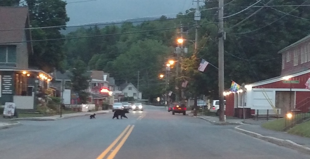 How to stay safe in Catskills black bear country Watershed Post